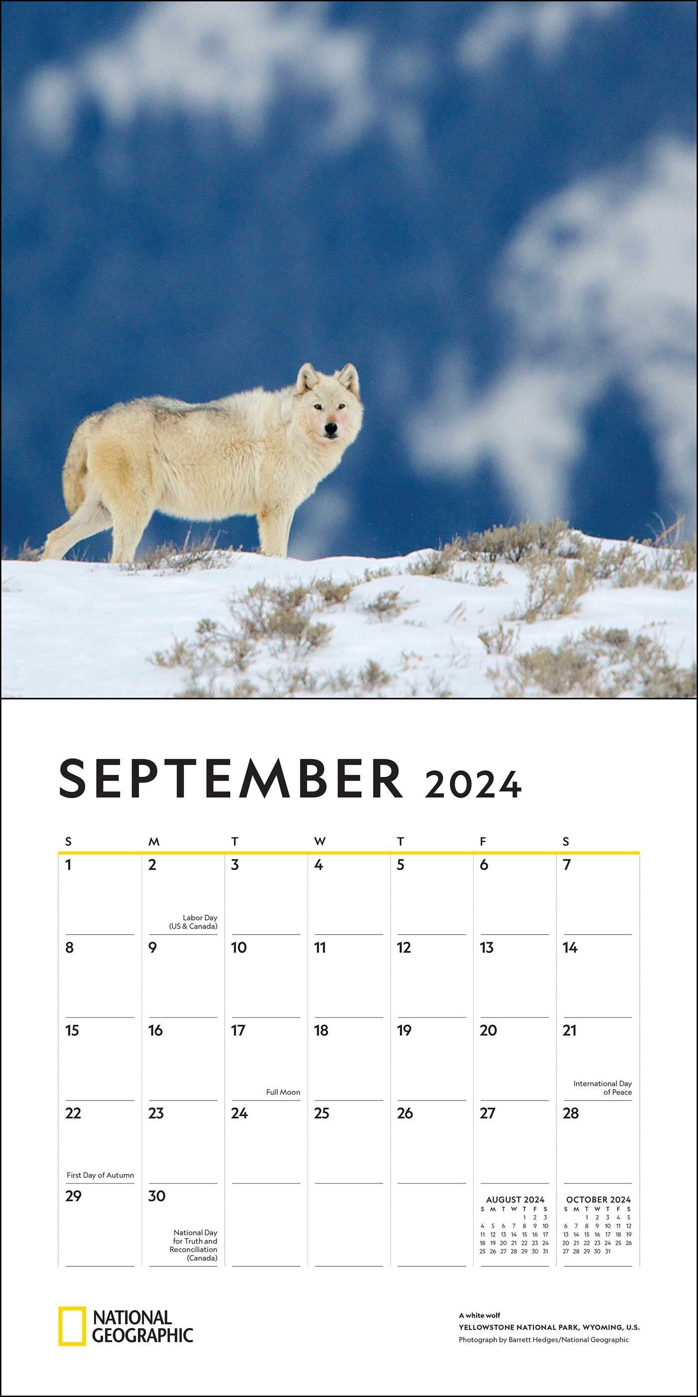 National Geographic Wolves 2024 Wall Calendar    