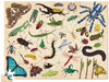 36 Animals Amazing Insects - 100 Piece Puzzle    