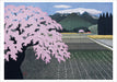 POM Kazuyuki Ohtsu: Cherry Trees Boxed Notecard Assortment
