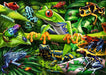 Amazing Amphibians 35 Piece Puzzle