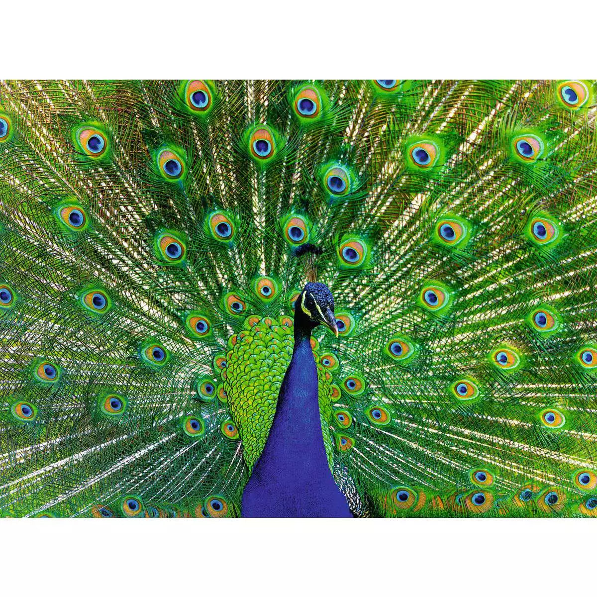 Peacock Colorful Animals 500 Piece Puzzle