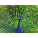 Peacock Colorful Animals 500 Piece Puzzle