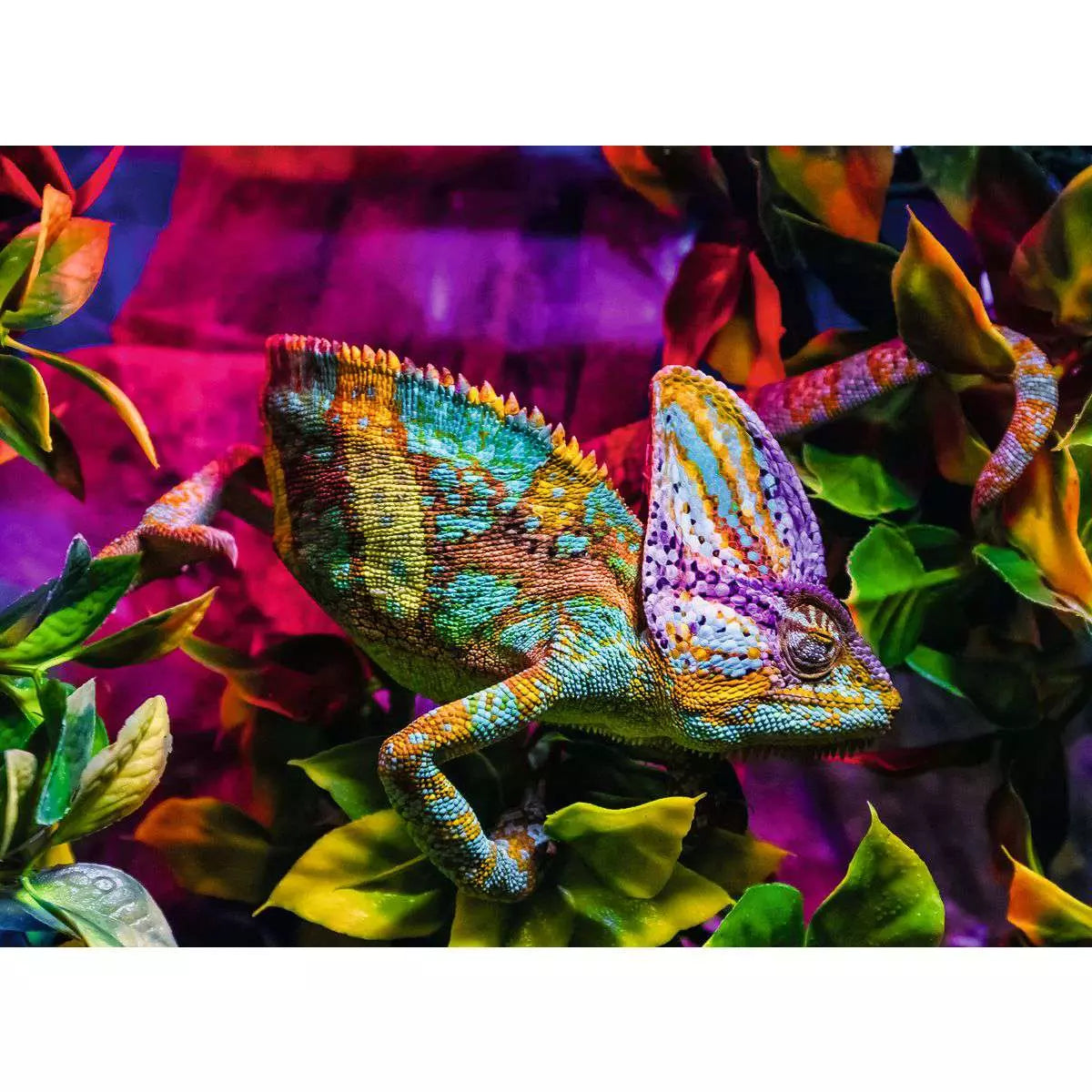 Chameleon 500 Piece Puzzle