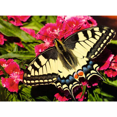 RAV Colorful Animals: Butterfly 500 Piece Puzzle