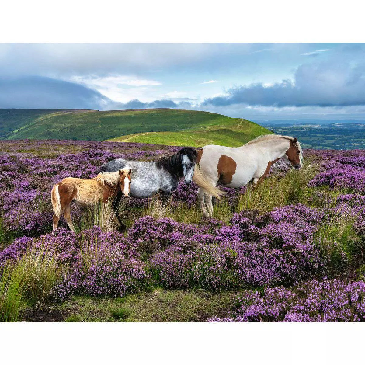Wild Horses in the Heather 2000 Piece Puzzle