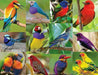 SPRGBK Birds of Paradise 500 Piece Puzzle