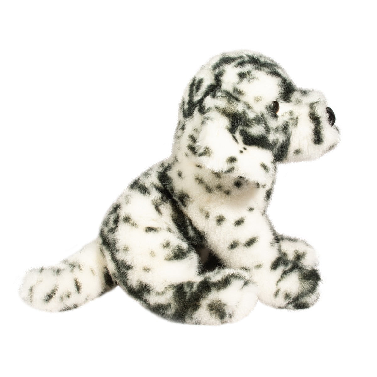 Mackay Dalmatian