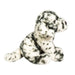 Mackay Dalmatian