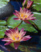 Water Lilies 500 Piece Puzzle