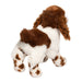Flair Springer Spaniel