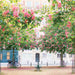 GRPH A Parisian Life 2027 Mini Wall Calendar