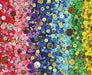 SPRGBK Bunches of Buttons 1000 Piece Puzzle