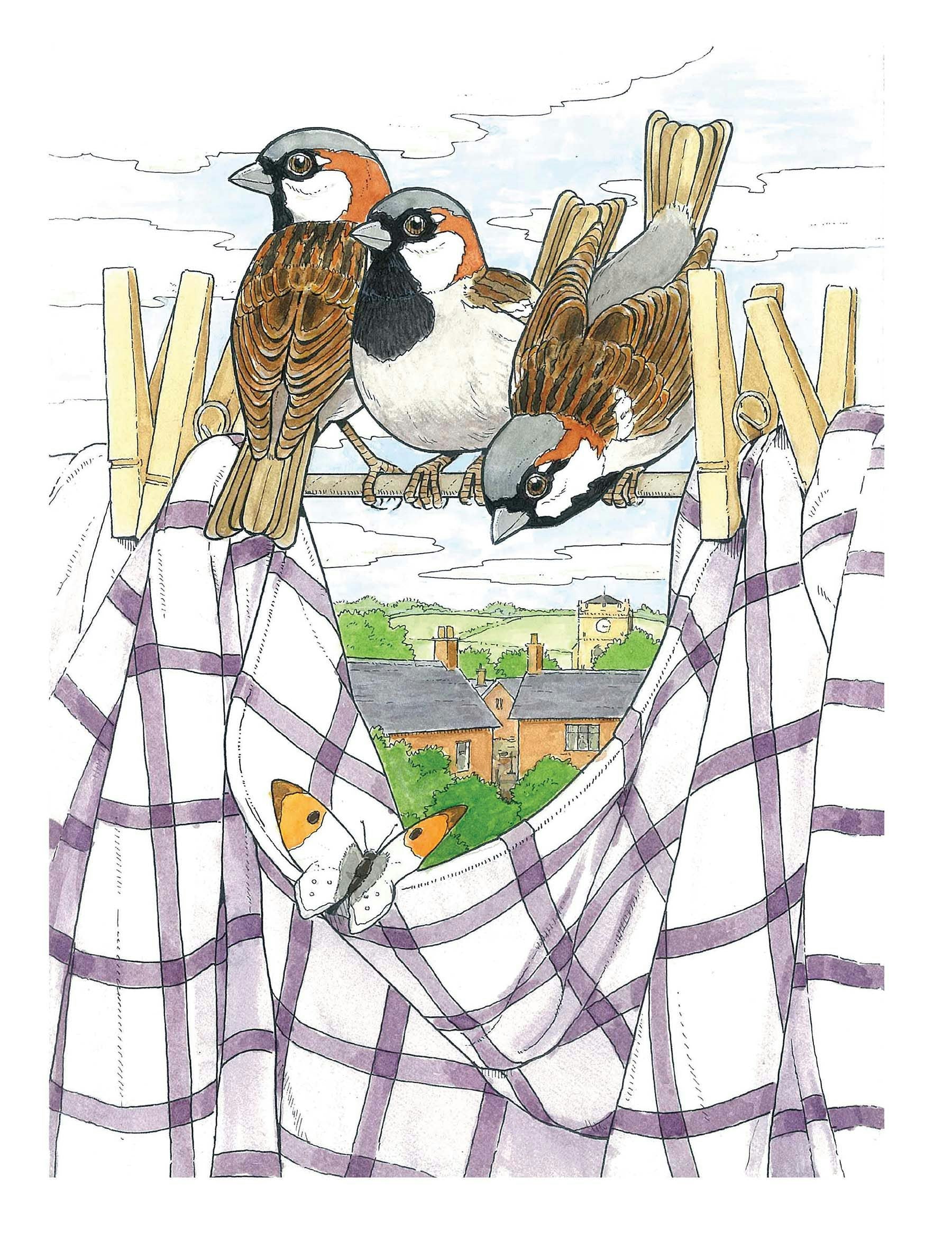 Creative Haven® Coloring Book: Glorious Songbirds