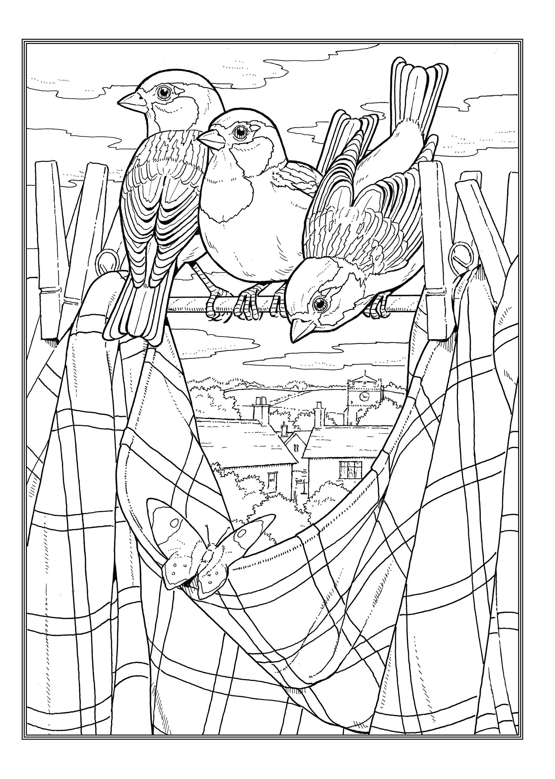 Creative Haven® Coloring Book: Glorious Songbirds