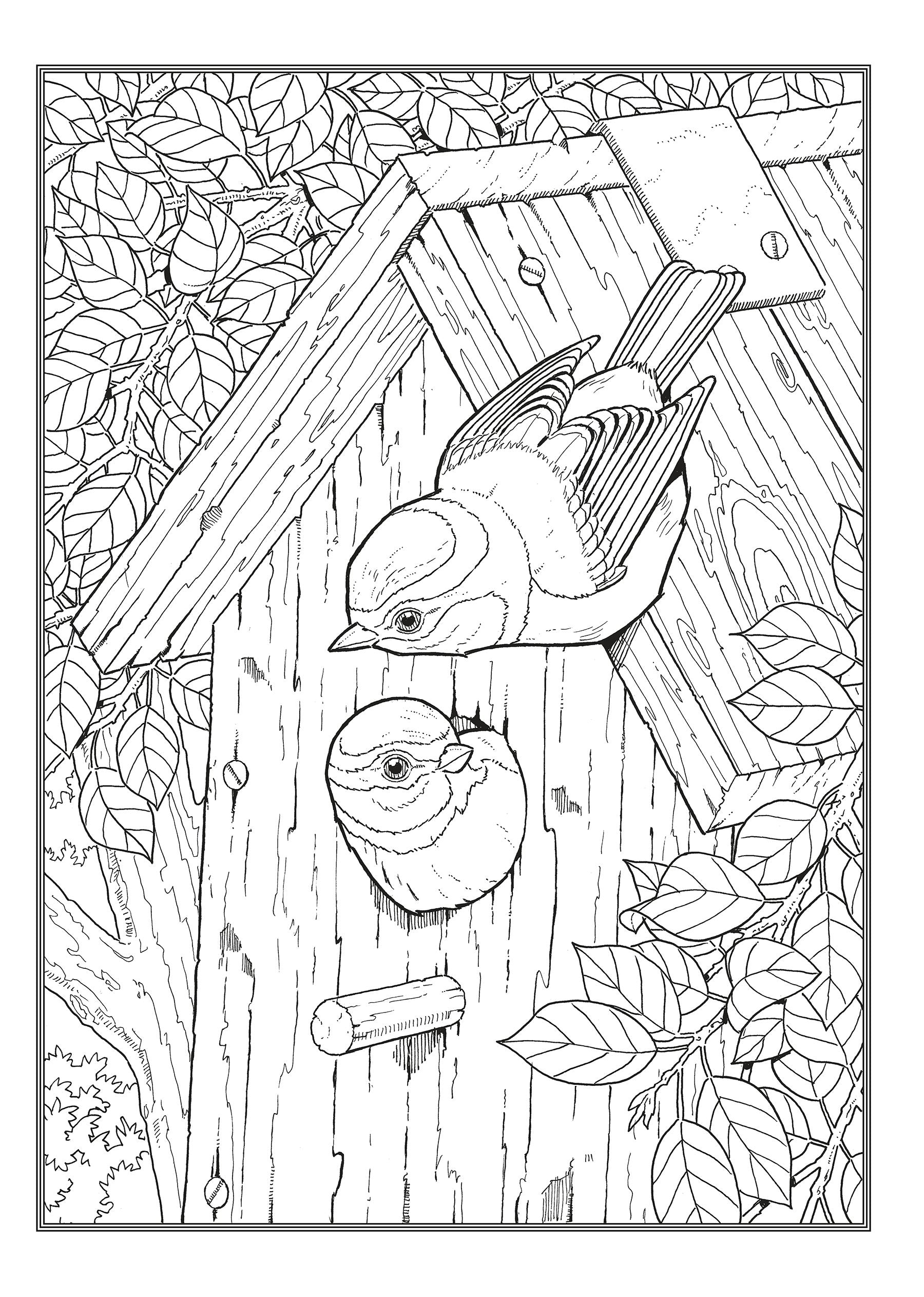 Creative Haven® Coloring Book: Glorious Songbirds
