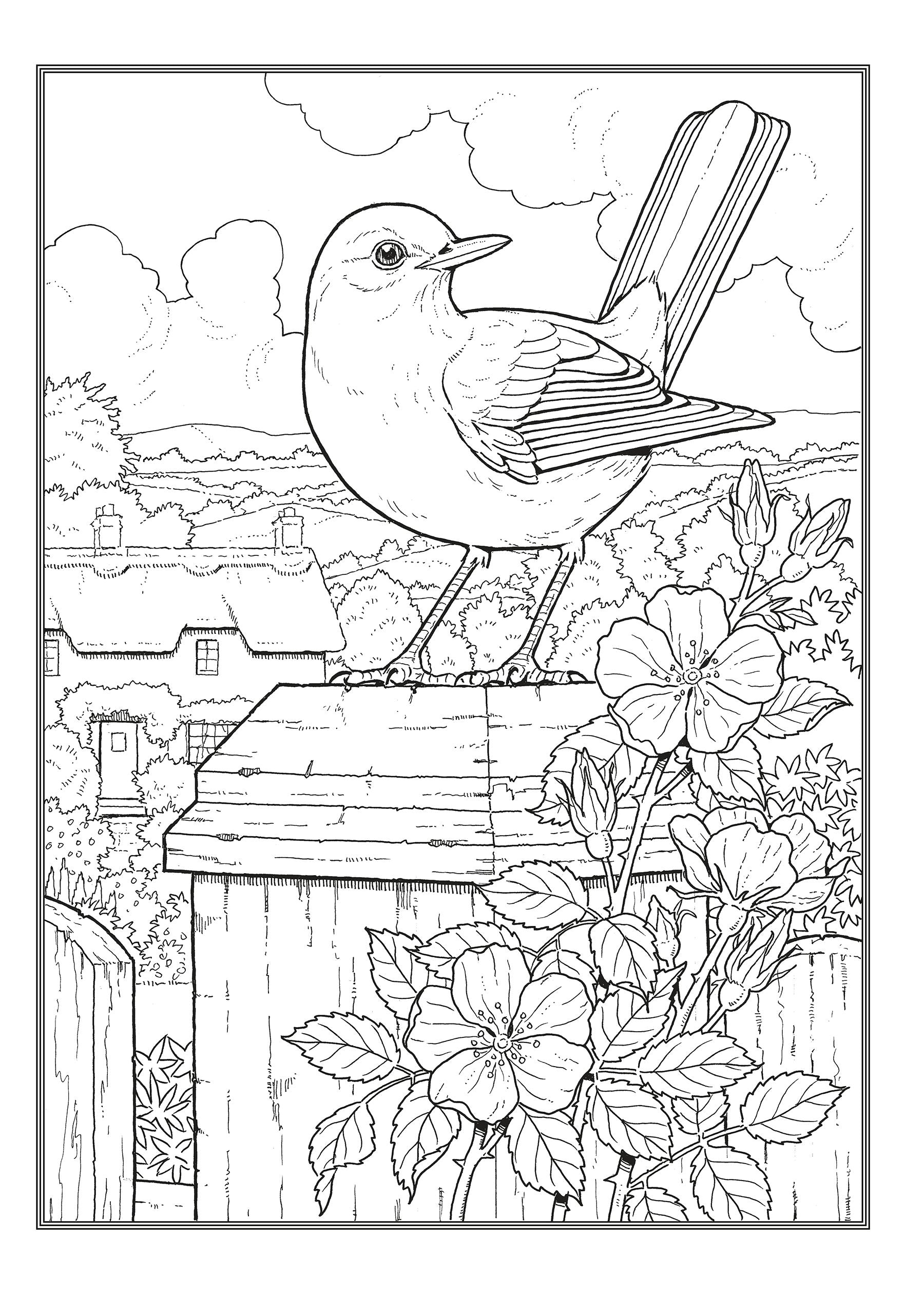 Creative Haven® Coloring Book: Glorious Songbirds
