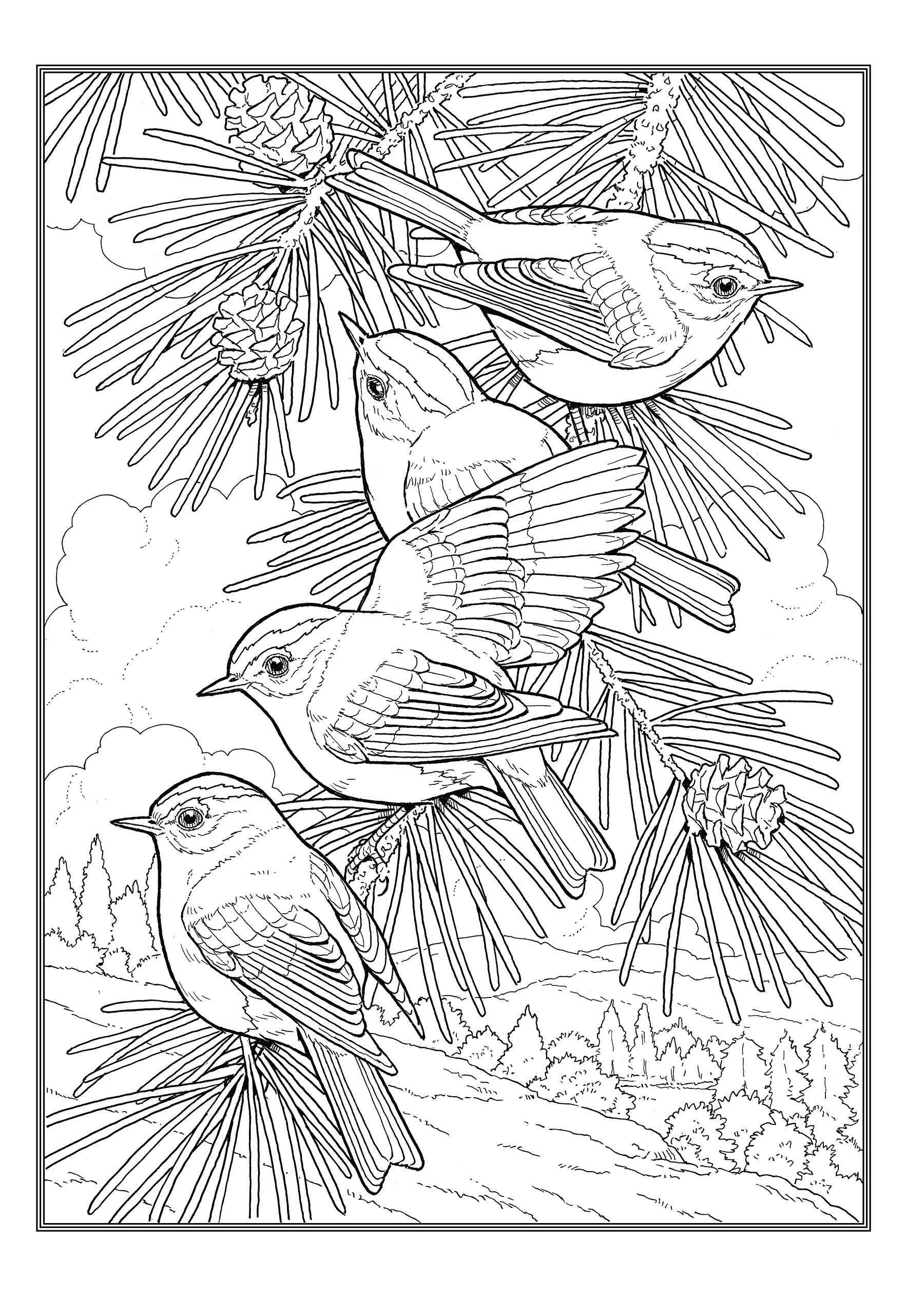 Creative Haven® Coloring Book: Glorious Songbirds