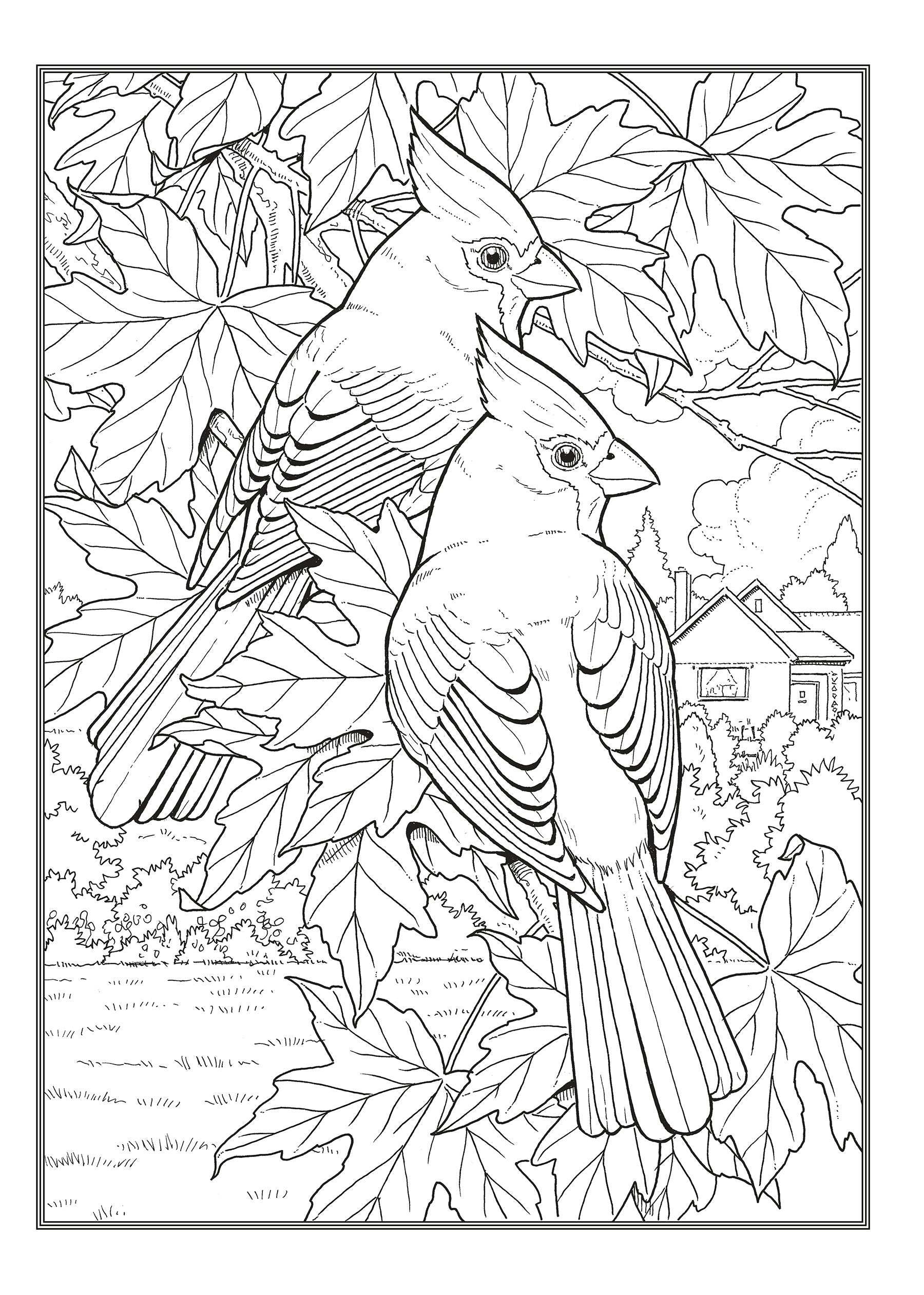 Creative Haven® Coloring Book: Glorious Songbirds