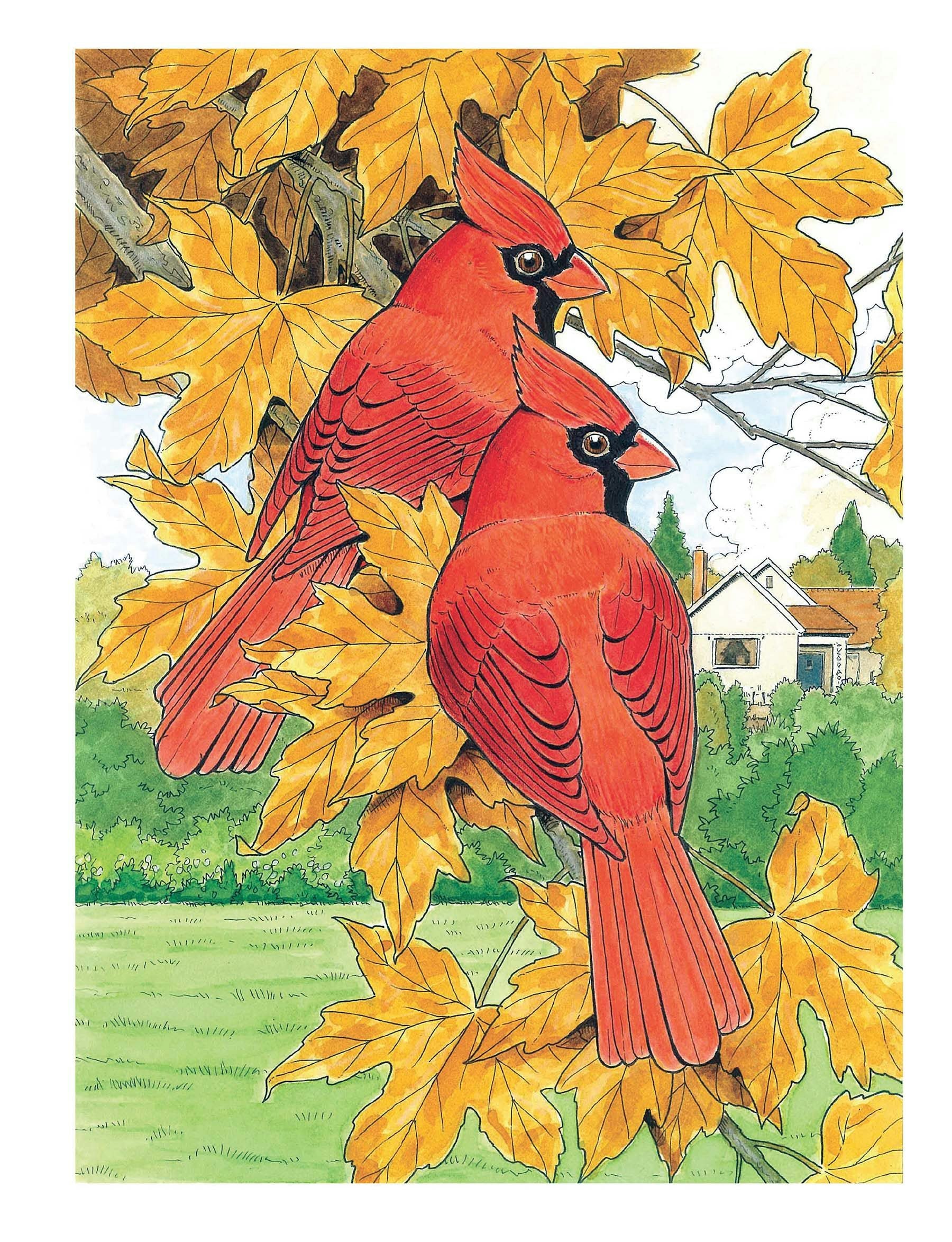 Creative Haven® Coloring Book: Glorious Songbirds