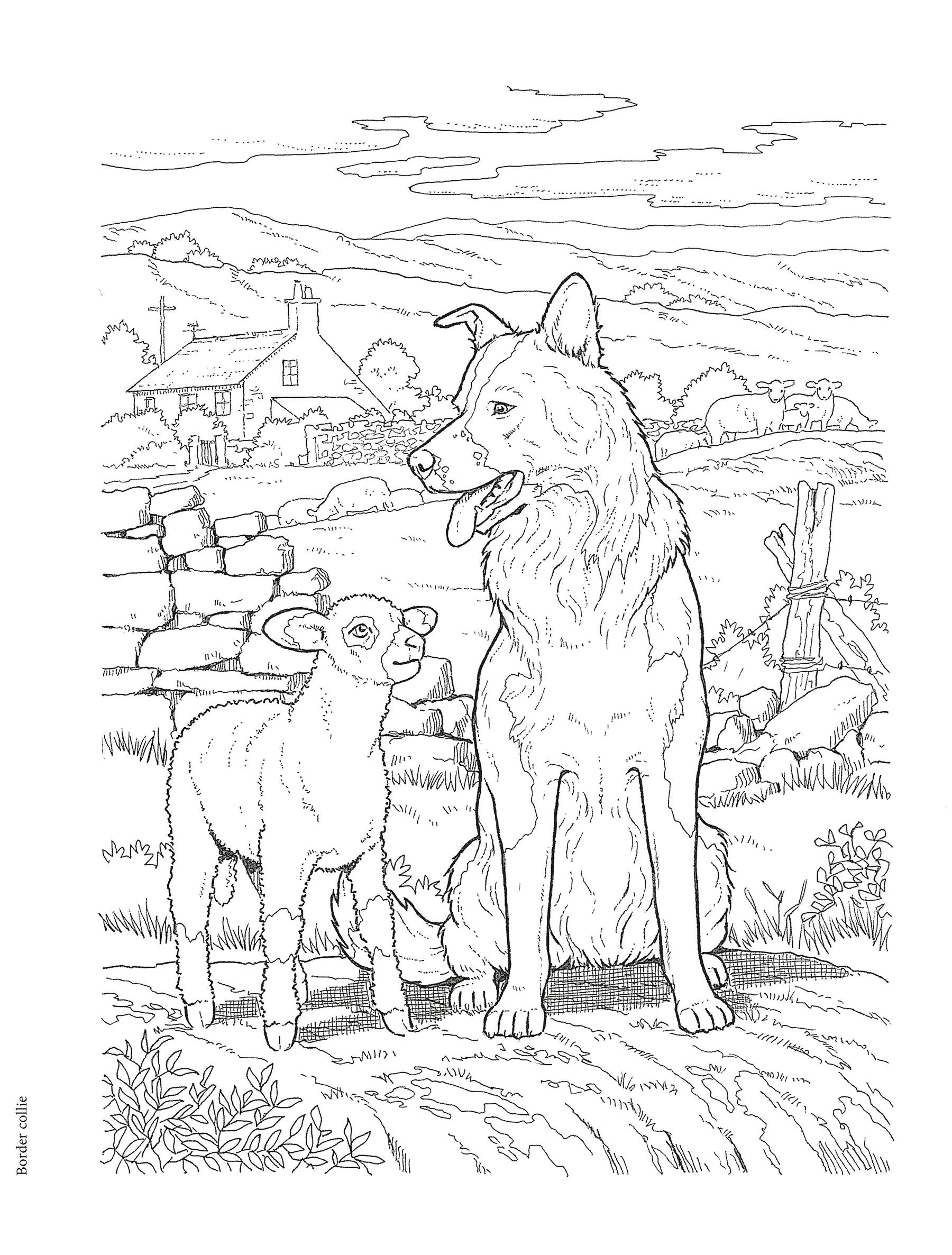 DVR Creative Haven® Coloring Book: Dog Lovers' Coloring Book