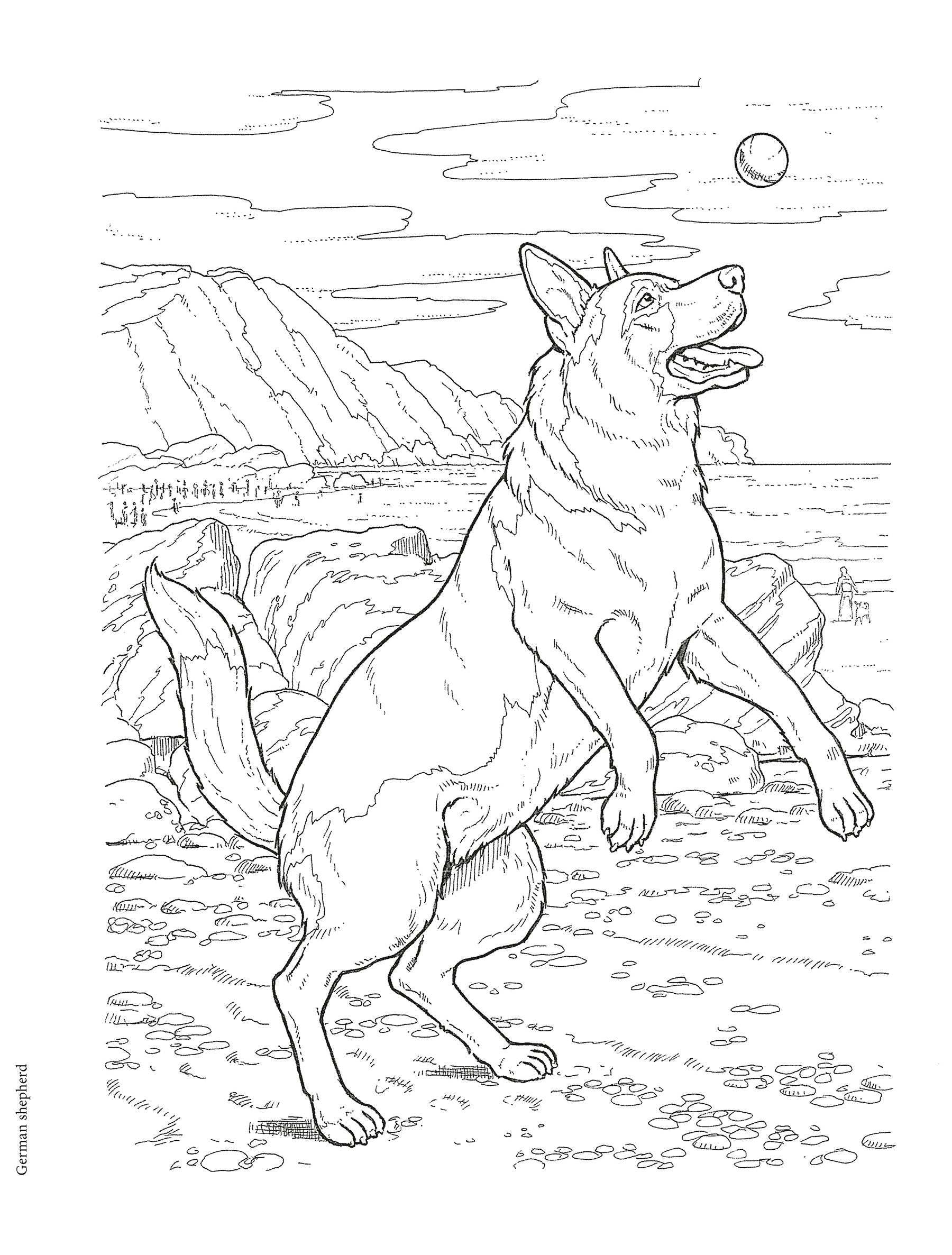 DVR Creative Haven® Coloring Book: Dog Lovers' Coloring Book
