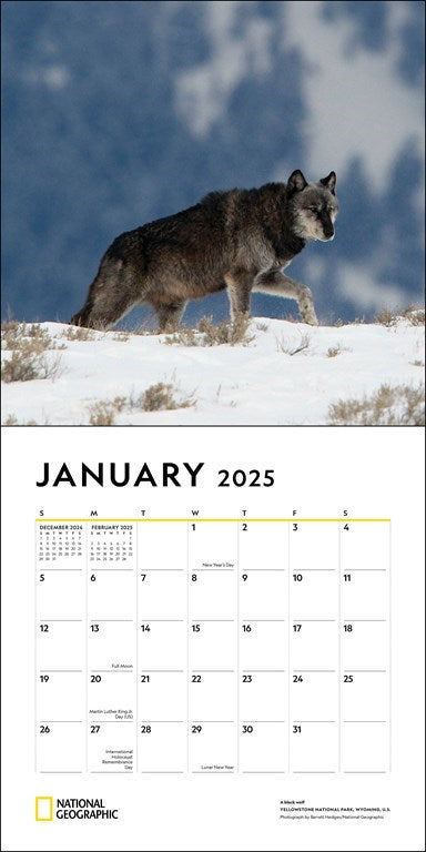 National Geographic Wolves 2025 Wall Calendar    