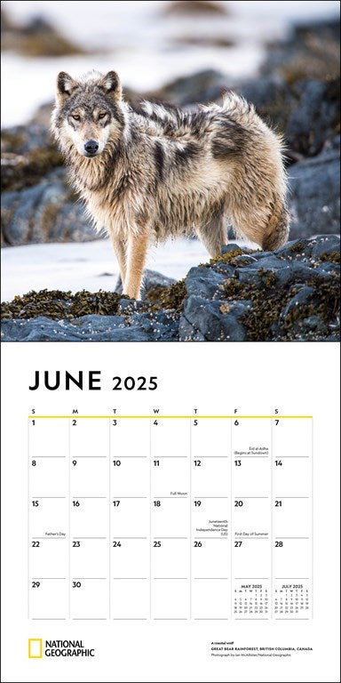 National Geographic Wolves 2025 Wall Calendar    