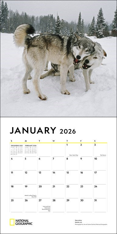 National Geographic: Wolves 2026 Wall Calendar