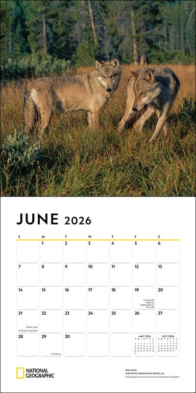National Geographic: Wolves 2026 Wall Calendar