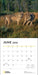 National Geographic: Wolves 2026 Wall Calendar