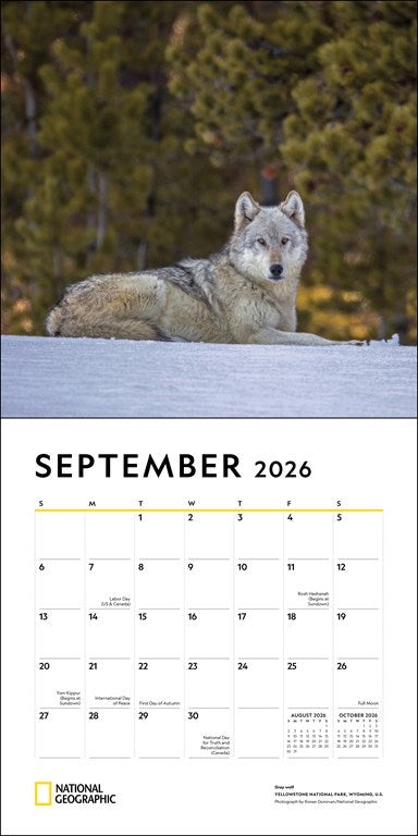 National Geographic: Wolves 2026 Wall Calendar