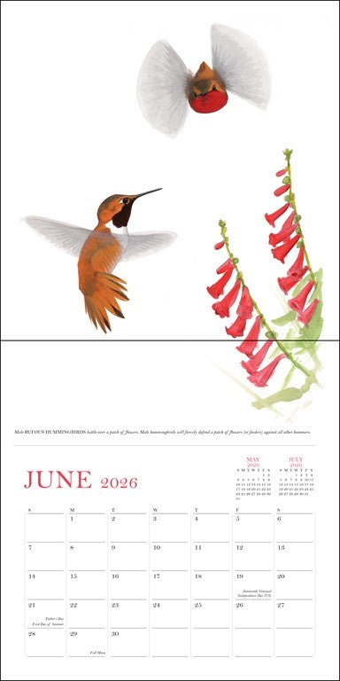 Sibley's Birds of North America 2026 Wall Calendar