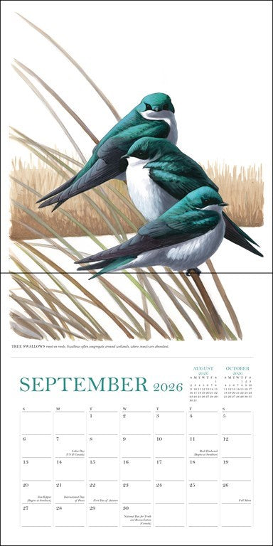 Sibley's Birds of North America 2026 Wall Calendar