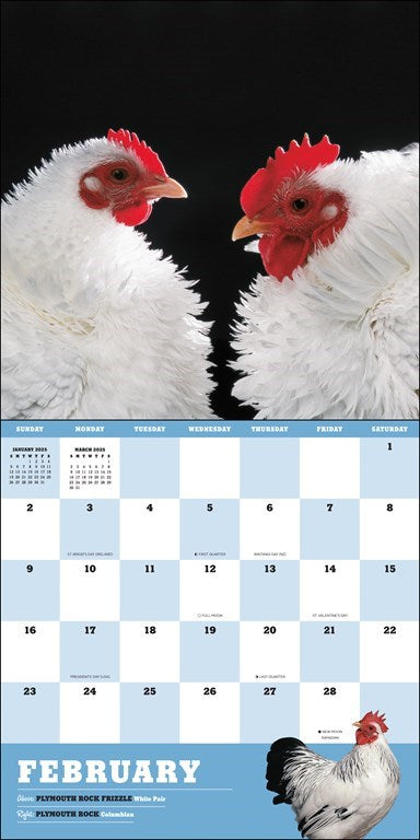 Extraordinary Chickens 2025 Wall Calendar    