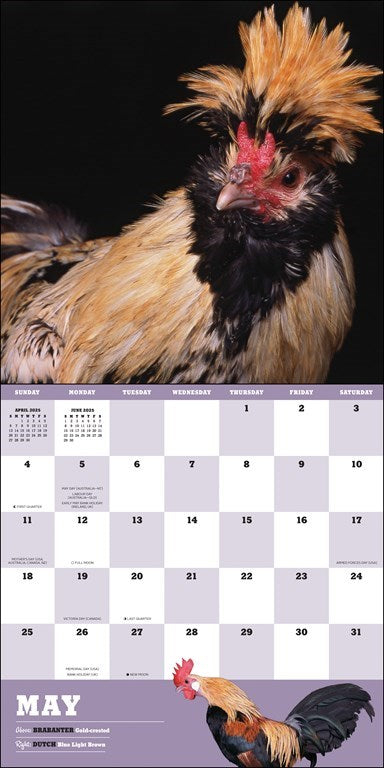 Extraordinary Chickens 2025 Wall Calendar    