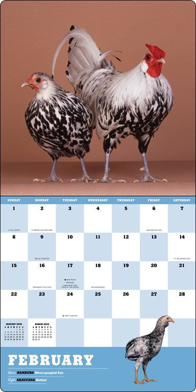 Extraordinary Chickens 2026 Wall Calendar