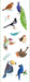 Birds Stickers