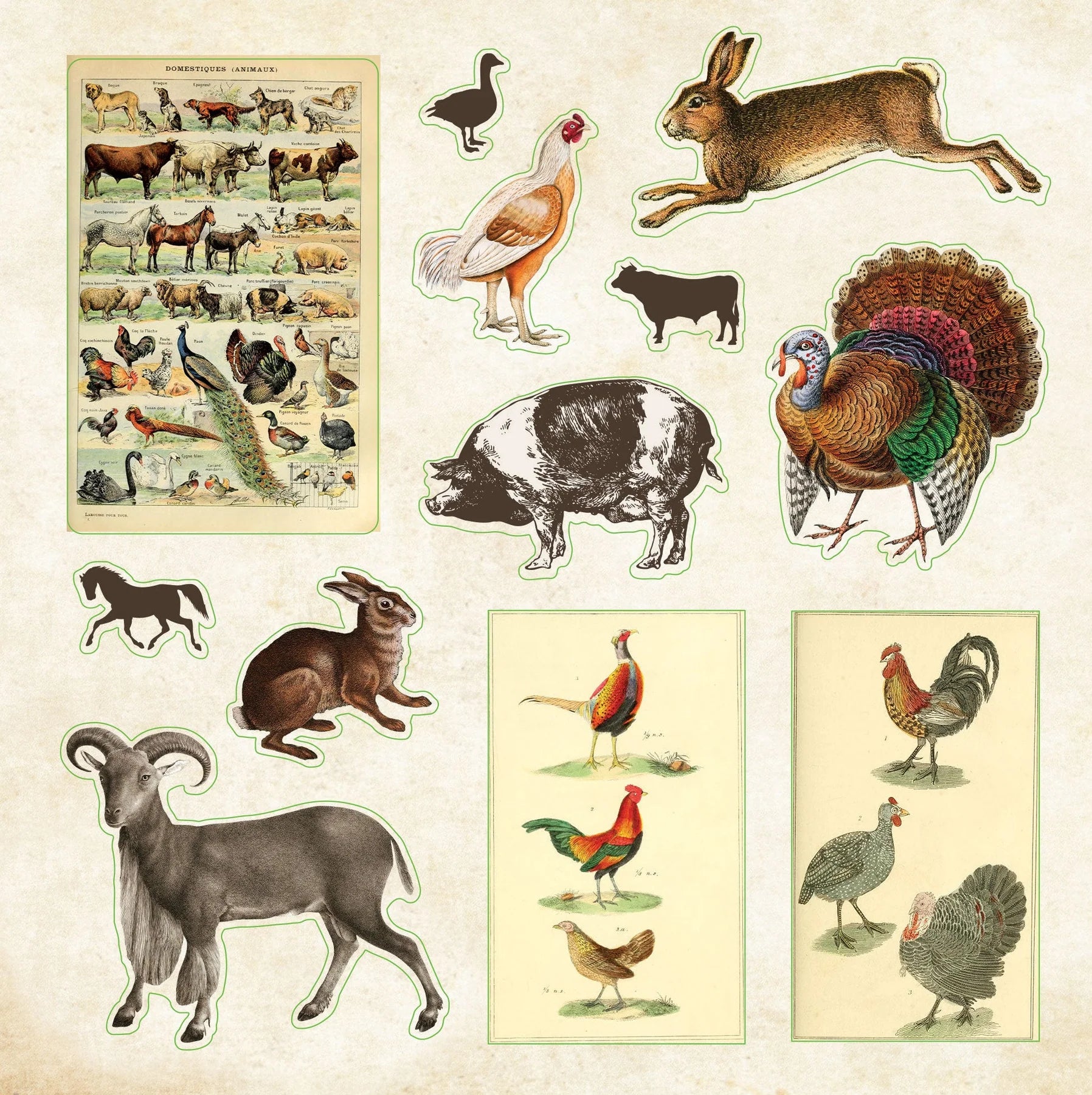 Zoological Ephemera - A Naturalist's Extraordinary Sticker Book