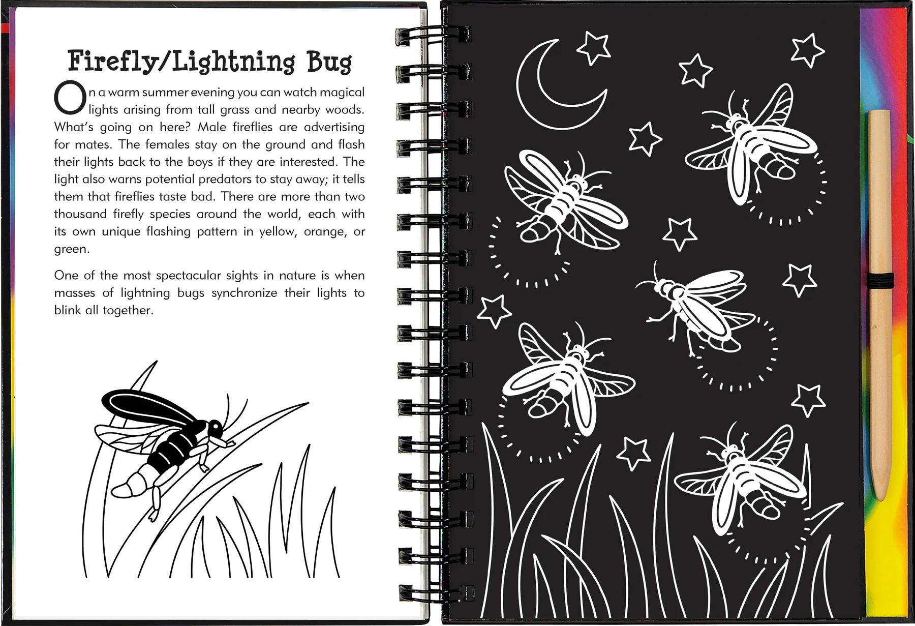 Nocturnal Animals Scratch and Sketch