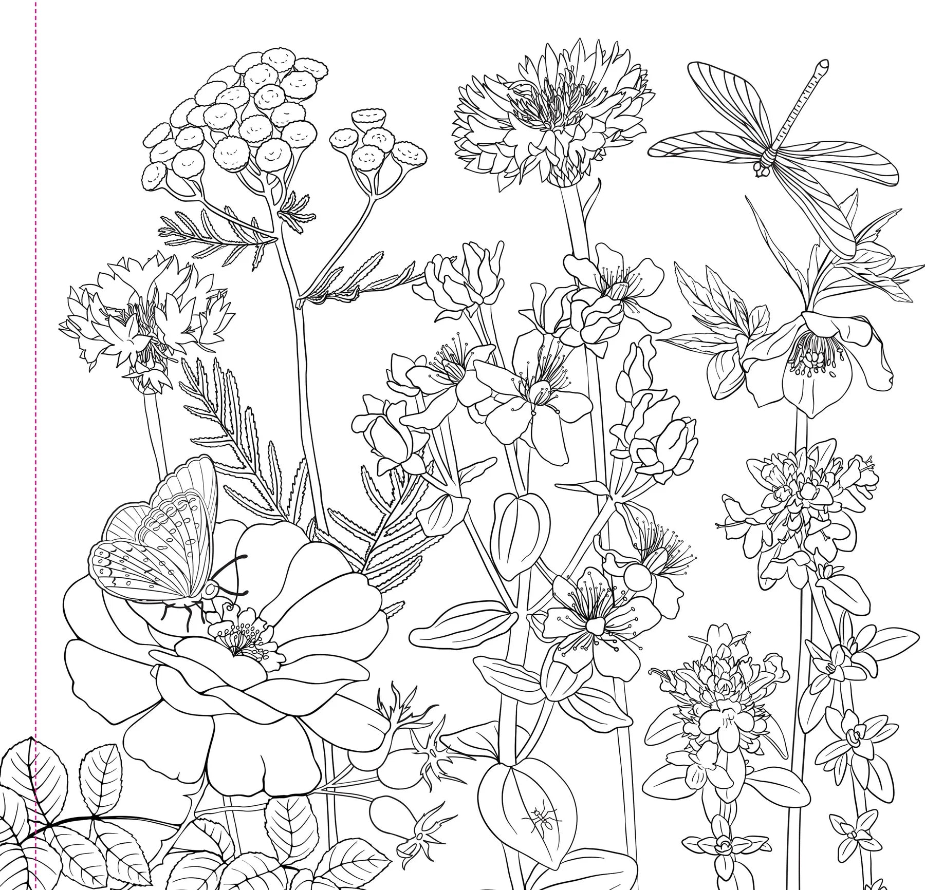 Wildflowers Coloring Book
