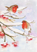 English Robins In Snow Boxed Holiday Cards