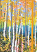 Aspen Forest Journal