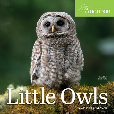 Audubon Little Owls 2024 Mini Wall Calendar    