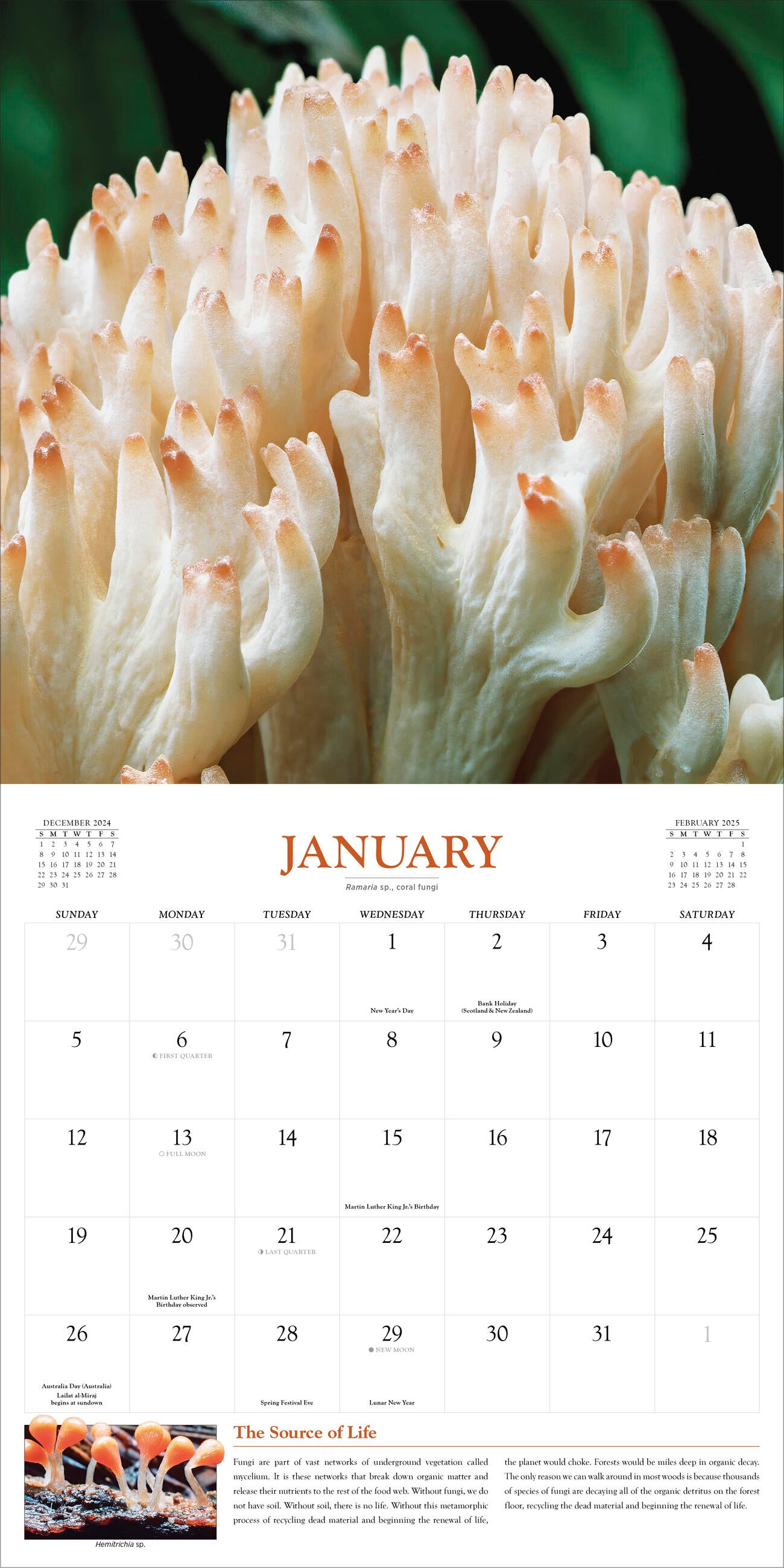 Fantastic Fungi 2025 Wall Calendar    