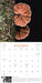 Fantastic Fungi 2025 Wall Calendar    