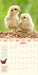 How To Speak Chicken 2025 Wall Calendar    