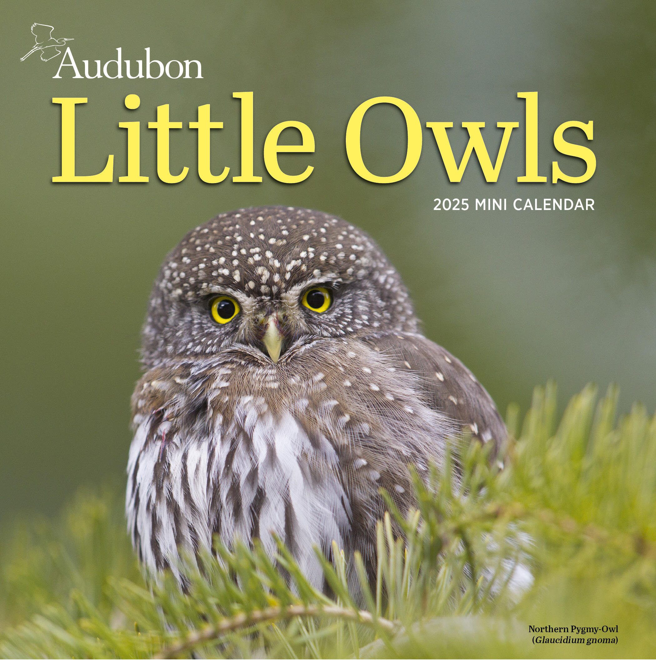 Audubon Little Owls 2025 Mini Wall Calendar    