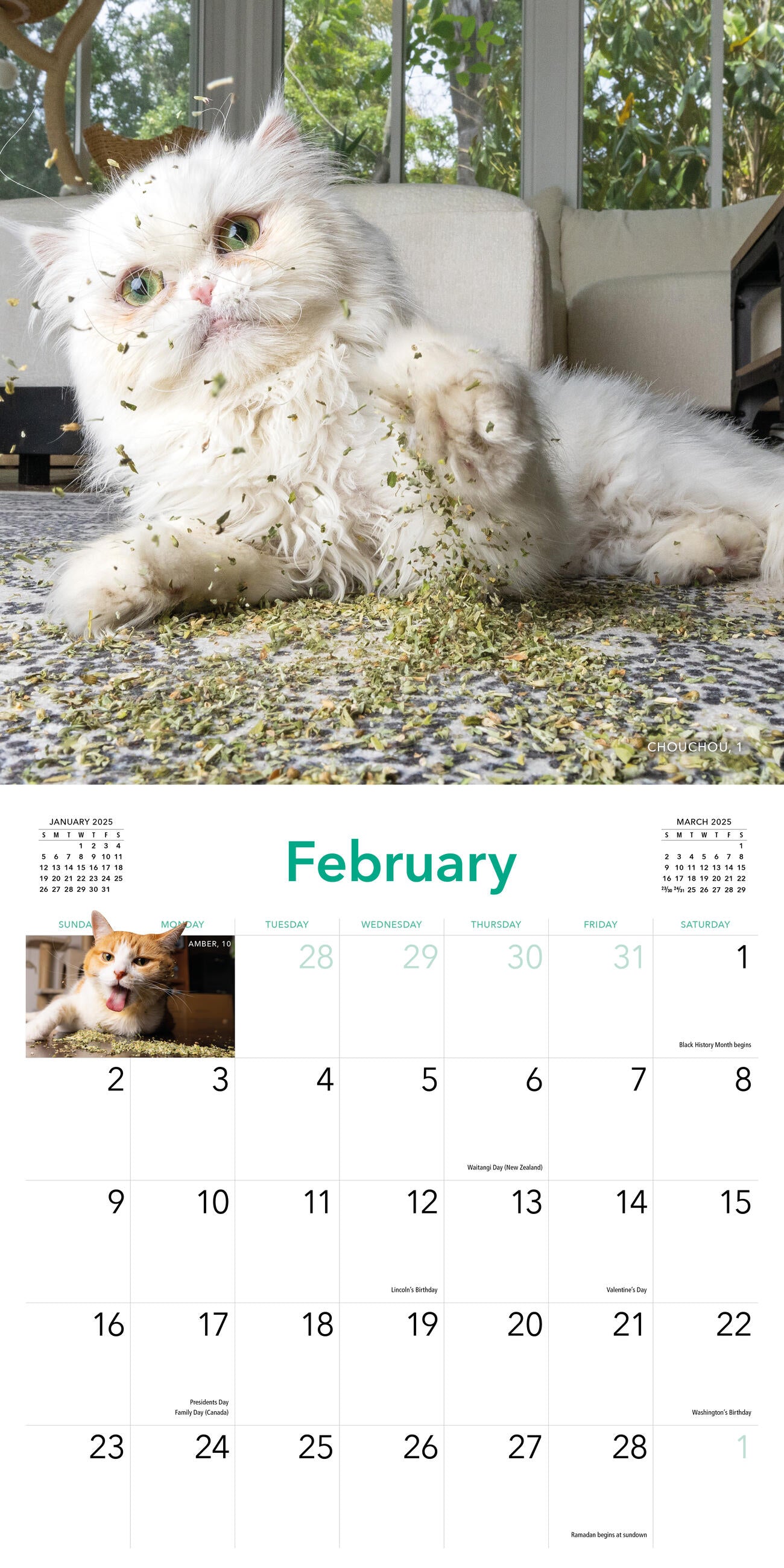 Cats on Catnip 2025 Wall Calendar    