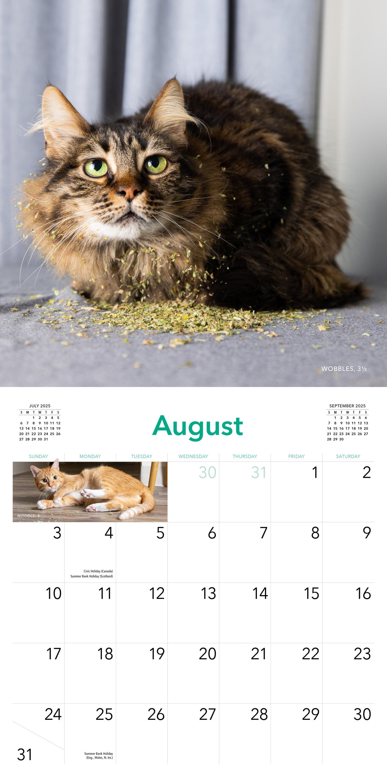 Cats on Catnip 2025 Wall Calendar    