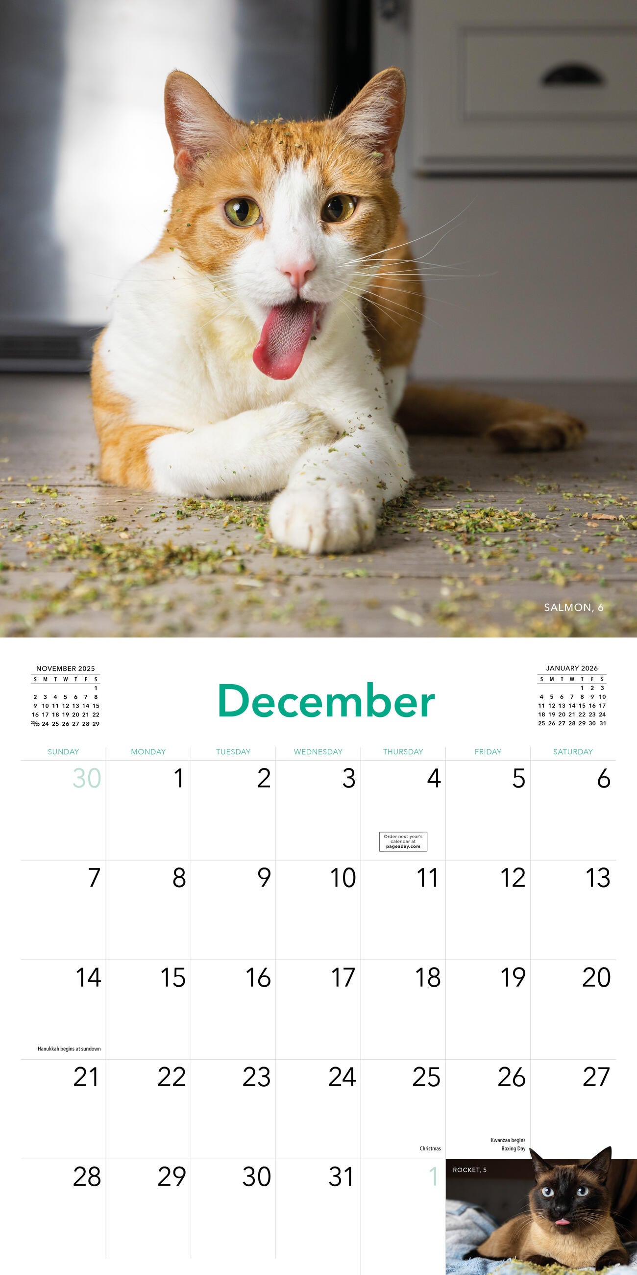 Cats on Catnip 2025 Wall Calendar    